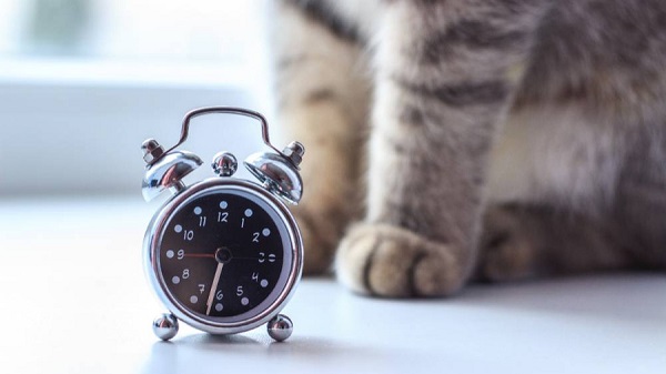 Дрессура в три шага: Назван способ отучить кота будить хозяев в 4 утра