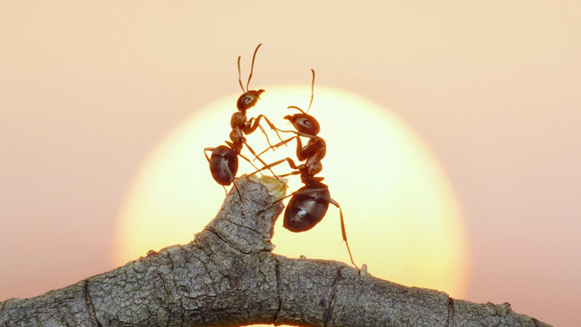 Ученые обнаружили у муравьев 